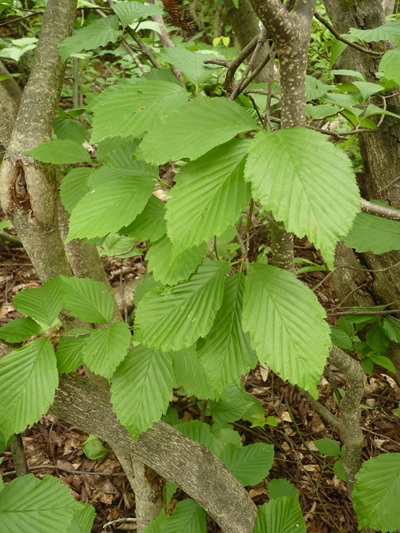 w004413akinari32