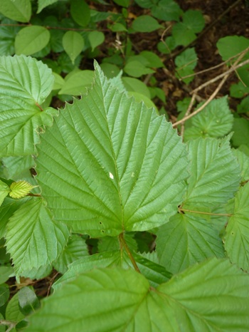 w004413akinari33-1