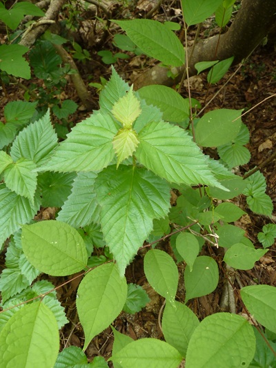 w004413akinari33