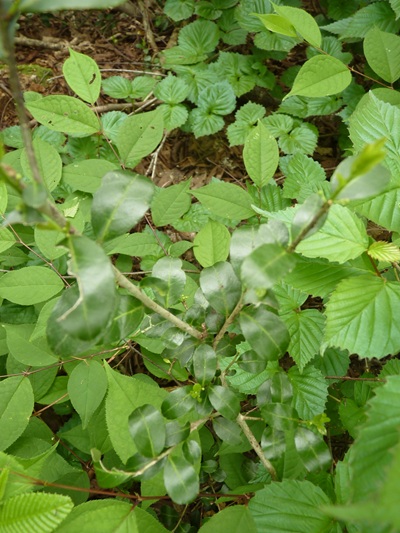 w004413akinari35