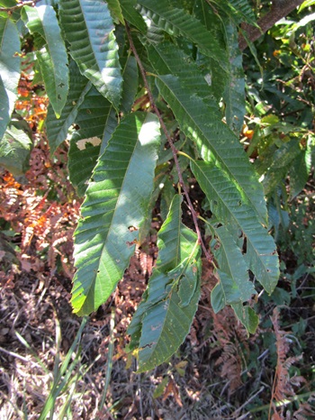 w004413akinari4-1