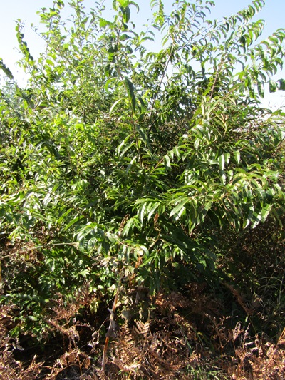 w004413akinari4