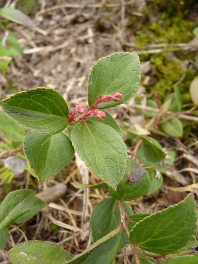 w004413akinari5