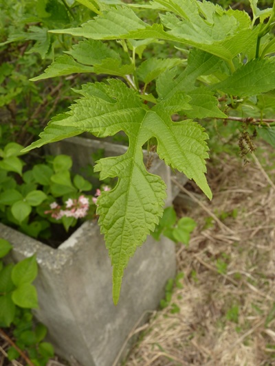 w004413akinari8