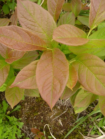 w004413akinari9