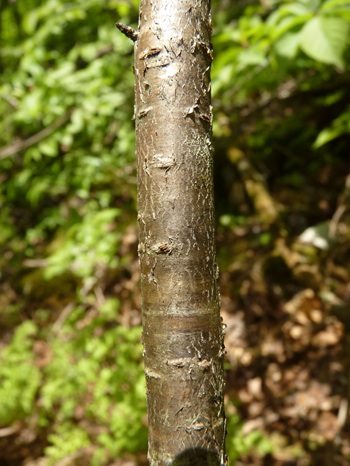 w004413kettou1-2