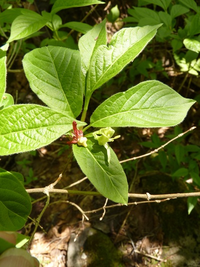 w004413kettou1