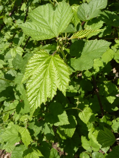 w004413kettou11