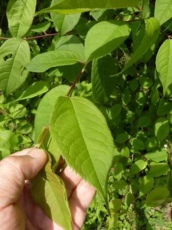 w004413kettou12-2