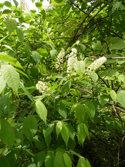 w004413kettou12