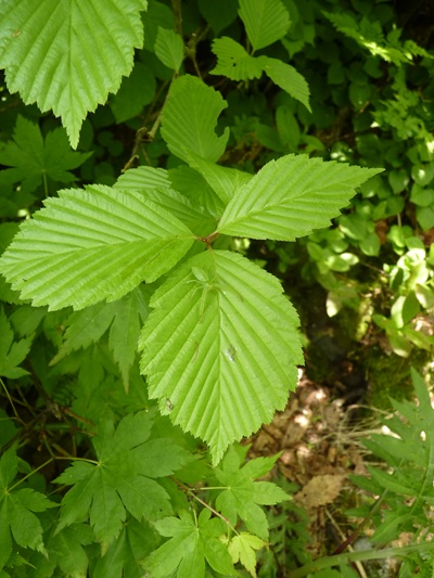 w004413kettou17