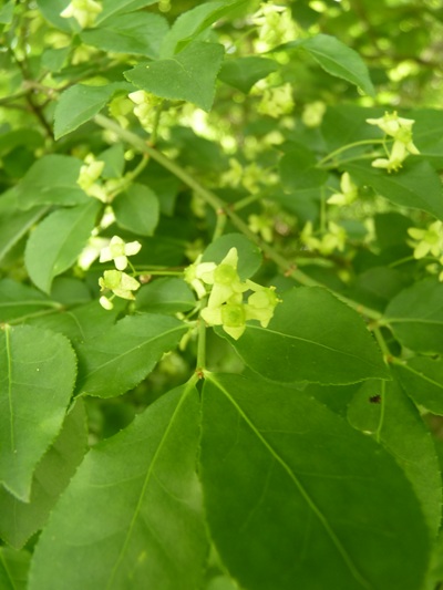 w004413kettou18