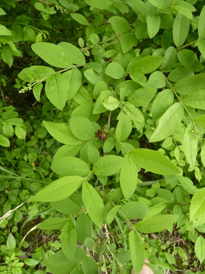 w004413kettou19