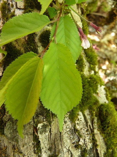 w004413kettou2