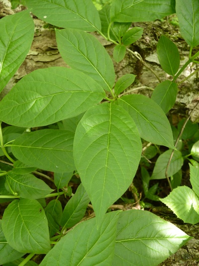 w004413kettou20