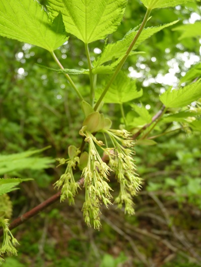 w004413kettou23