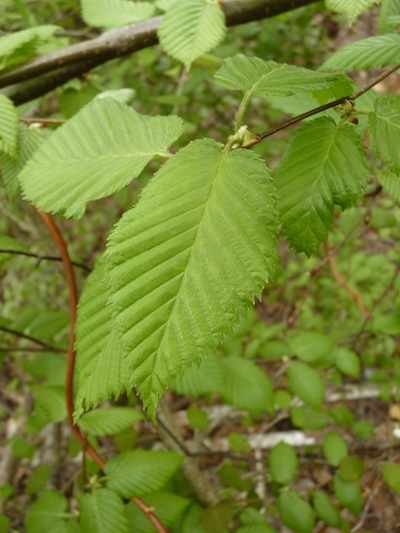 w004413kettou24