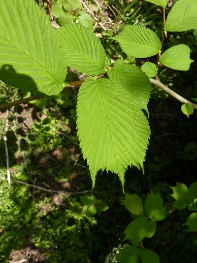 w004413kettou3