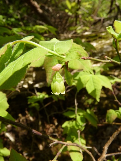 w004413kettou6