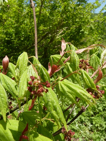 w004413kettou9-1