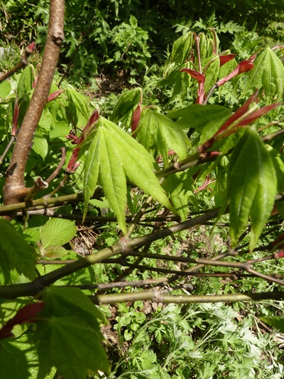 w004413kettou9