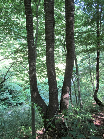 w004413maekura