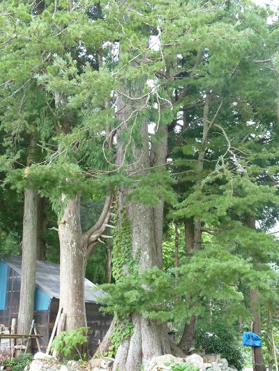 w004413maekura2