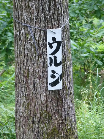 w004413maekura3-2