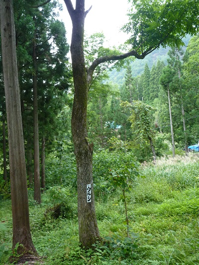 w004413maekura3