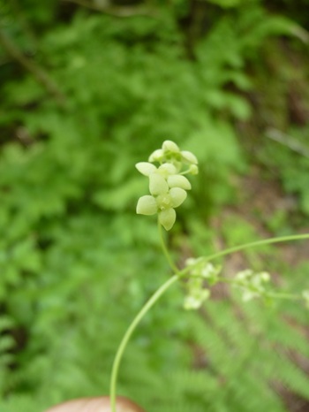 w004413mikura101-1