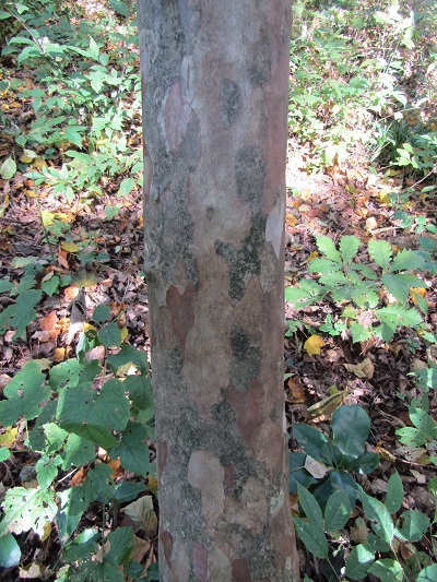 w004413mikura49-1