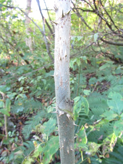 w004413mikura52-1