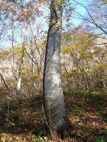w004413mikura53-1
