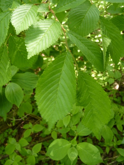 w004413mikura552