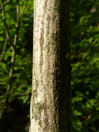 w004413mikura558-2