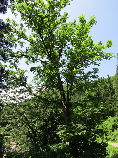 w004413sakasamaki1