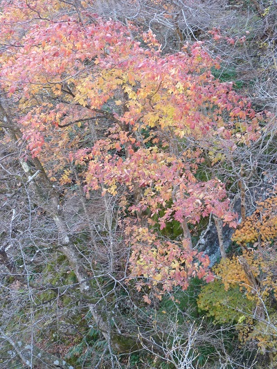 w004413sakasamaki12