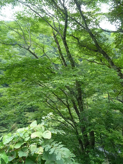 w004413sakasamaki17