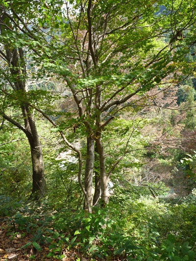 w004413sakasamaki20