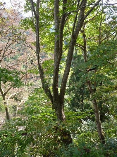 w004413sakasamaki211