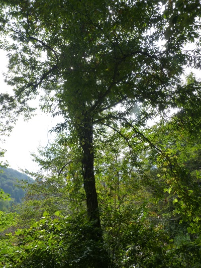 w004413sakasamaki221