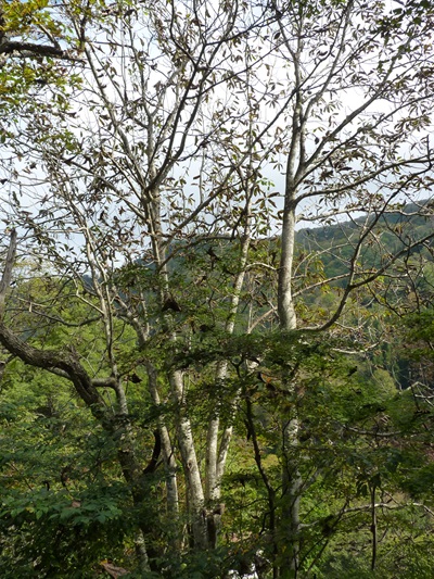 w004413sakasamaki25