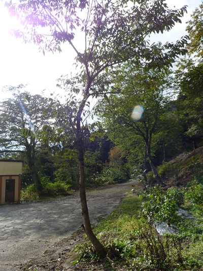w004413sakasamaki29