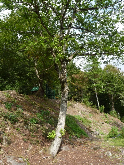 w004413sakasamaki30