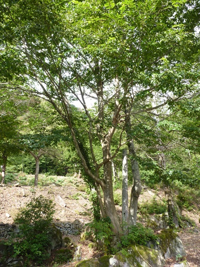 w004413sakasamaki311