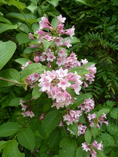 w004413sakasamaki40