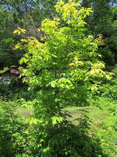 w004413sakasamaki7