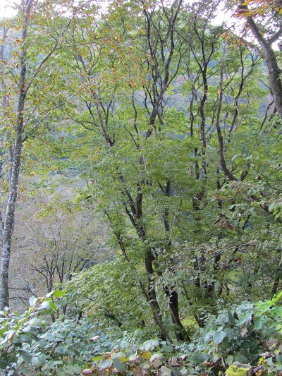 w004413sakasamaki9