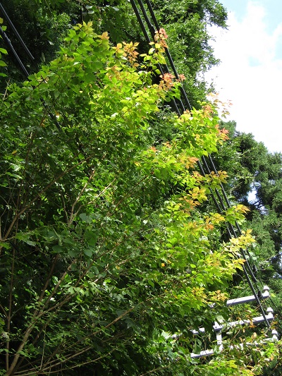 w004416awase1-1