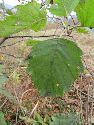 w004417mitumata1-1